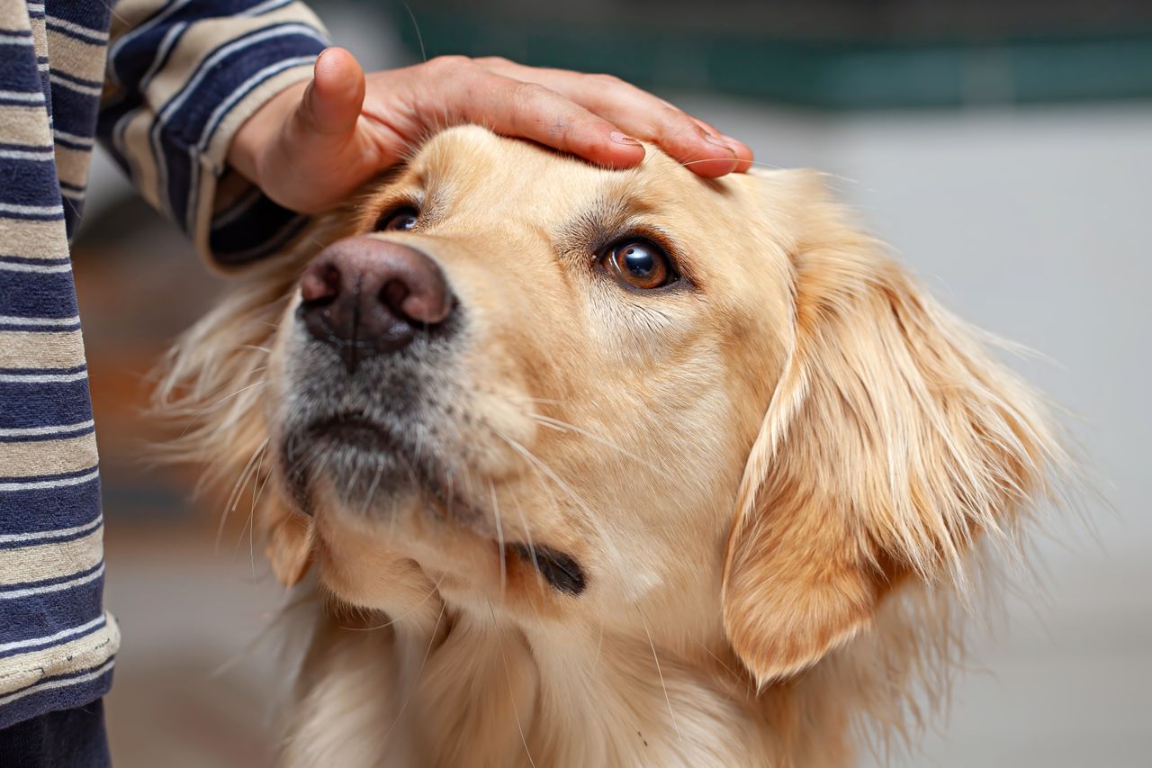 A child gently pets a Golden Retriever indoors, showcasing friendship and bonding.